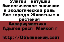 Улитки – катушки: биологическое значение и экологическая роль - Все города Животные и растения » Аквариумистика   . Адыгея респ.,Майкоп г.